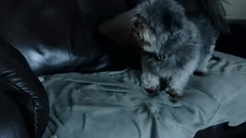 66bear online show from December 22, 2024, 11:00 am