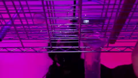 Snapshot of _natasha_diavolo_xxx chatting on December 25, 2024, 11:22 am Natasha Diavolo online show from December 25, 2024, 11:22 am