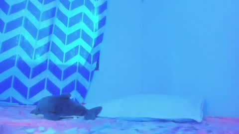 Alice online show from January 20, 2025, 10:04 pm