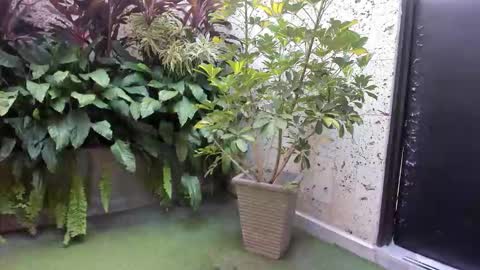 alice_simpson1 online show from October 18, 2025, 11:44 am