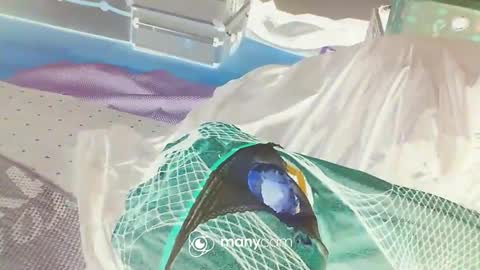 HoneyMelonGuy online show from January 3, 2025, 3:16 am