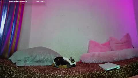 Snapshot of angelsdustxxx chatting on May 13, 2026, 5:49 am online show from May 13, 2026, 5:49 am