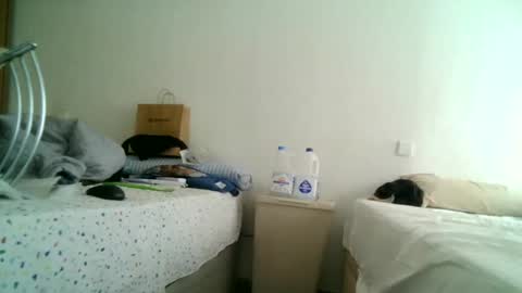 furry bear online show from March 11, 2025, 12:50 pm