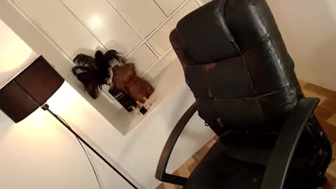 ARABELLA online show from April 1, 2026, 2:12 am