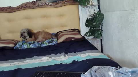 asianladyboy888 online show from February 23, 2026, 5:10 pm