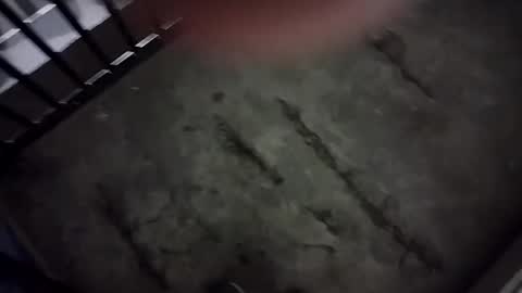 Snapshot of ausername1234517600 chatting on January 1, 2025, 5:43 am Lex online show from January 1, 2025, 5:43 am