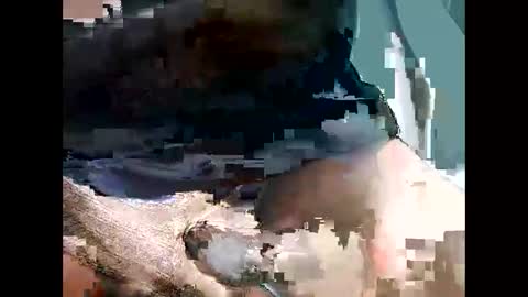 bbcbrazilianboy online show from September 28, 2025, 4:18 am