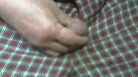  Reservoir Dogs online show from October 31, 2025, 5:47 pm