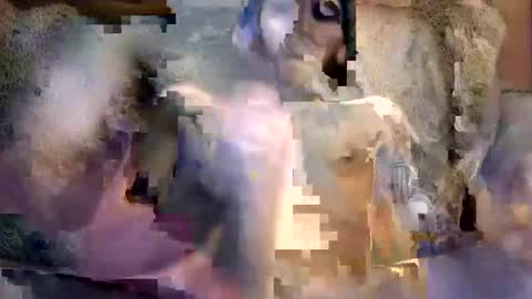 Snapshot of bigwytecock1979 chatting on December 5, 2024, 7:16 am bigwytecock1979 online show from December 5, 2024, 7:16 am