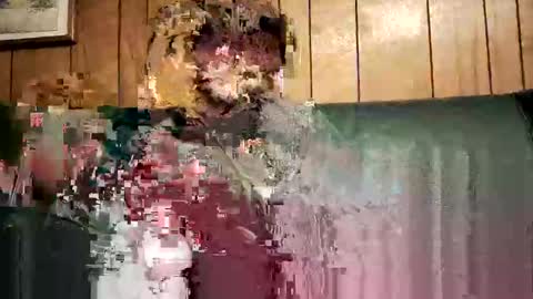 Snapshot of bigwytecock1979 chatting on February 3, 2025, 1:52 am bigwytecock1979 online show from February 3, 2025, 1:52 am