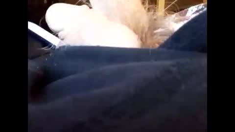 bjloversohard online show from January 4, 2025, 4:33 am