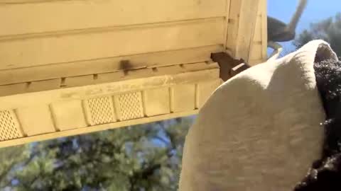 Black Clover online show from January 4, 2025, 5:05 pm