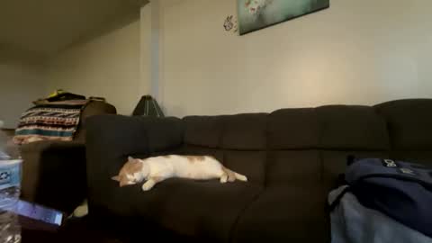 Snapshot of bluebloodednorsewitch chatting on October 16, 2025, 2:29 pm bluebloodednorsewitch online show from October 16, 2025, 2:29 pm