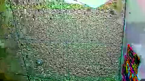 Dayan Camila online show from January 12, 2026, 6:07 am