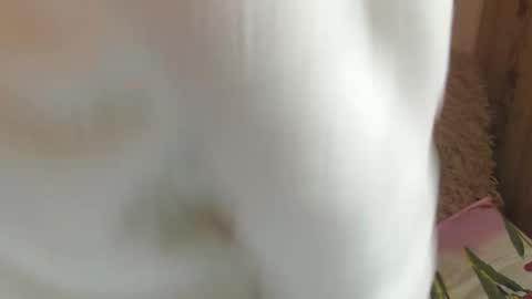 say meow and send tips  online show from December 14, 2024, 11:39 am