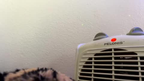 casidy1 online show from February 28, 2025, 7:14 pm