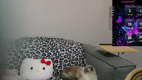 Snapshot of catbus_girl chatting on May 10, 2026, 2:17 am Sir Kitten online show from May 10, 2026, 2:17 am