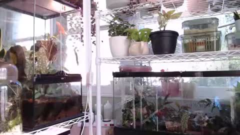 ANR Mommy online show from October 6, 2025, 4:37 pm