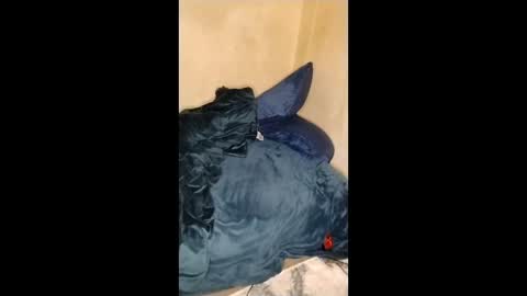 Lucifina ganja kittens online show from January 11, 2026, 5:12 am