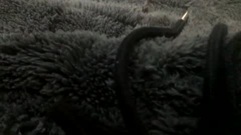 Steve online show from January 23, 2025, 11:15 pm