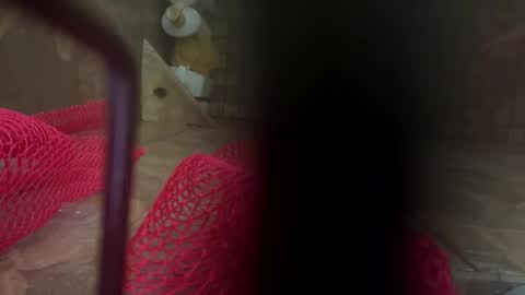 dankcock69420 online show from November 17, 2025, 5:24 am