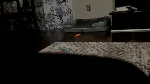 dannyboy621 online show from October 20, 2025, 9:43 am