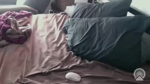 DCTeamFucker online show from February 14, 2026, 2:03 pm