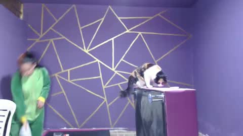 Snapshot of diana_smit_ chatting on January 12, 2025, 8:14 pm diana online show from January 12, 2025, 8:14 pm