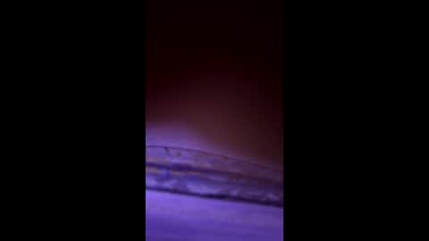 Snapshot of divorcedsissyhusband chatting on March 23, 2026, 7:23 am divorcedsissyhusband online show from March 23, 2026, 7:23 am