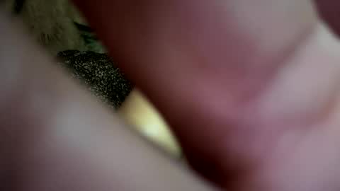 dove_love22 online show from November 21, 2025, 2:43 am