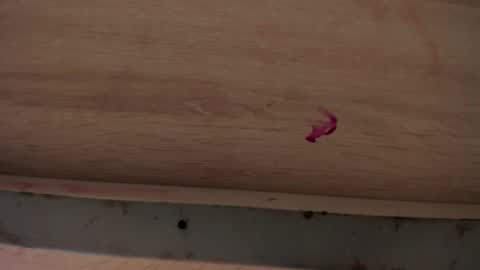 Snapshot of dylanroyce_ chatting on April 1, 2026, 1:41 pm dylanroyce_ online show from April 1, 2026, 1:41 pm