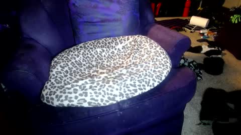 Snapshot of farrahfindom chatting on October 8, 2025, 5:16 am Farrah online show from October 8, 2025, 5:16 am