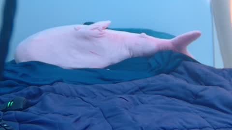 Snapshot of feralasf chatting on February 27, 2025, 9:25 pm FE fee online show from February 27, 2025, 9:25 pm