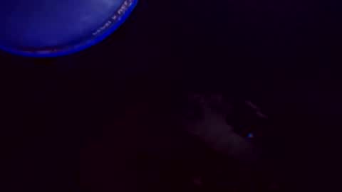 Snapshot of flashitorelindo chatting on November 24, 2025, 2:22 am flashitorelindo online show from November 24, 2025, 2:22 am