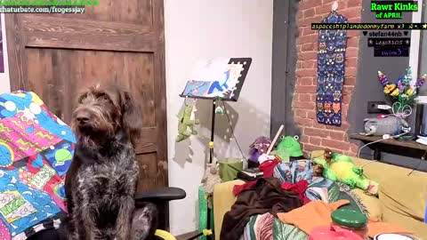   Jaywise Frogfoot  online show from April 11, 2026, 8:13 pm