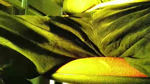 Snapshot of grapefruit chatting on November 5, 2025, 12:05 pm grapefruit online show from November 5, 2025, 12:05 pm