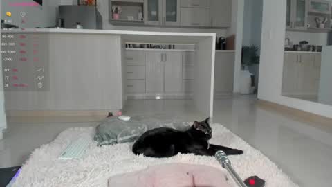 Snapshot of halliee chatting on December 12, 2024, 10:52 pm insta Laupalacio777Next stream 01th December online show from December 12, 2024, 10:52 pm