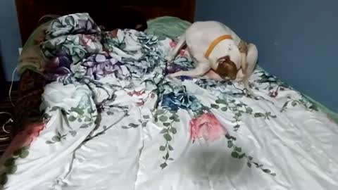 Snapshot of hippiesoul204 chatting on February 15, 2025, 12:26 am hippiesoul204 online show from February 15, 2025, 12:26 am