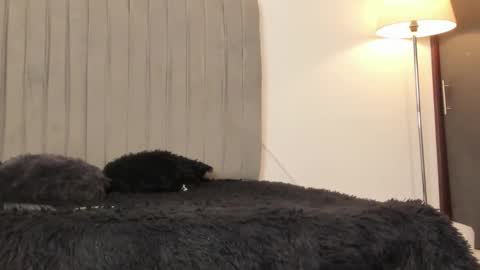 Snapshot of im_oleider chatting on February 28, 2026, 5:14 pm oleider dont forget your thumbs up online show from February 28, 2026, 5:14 pm