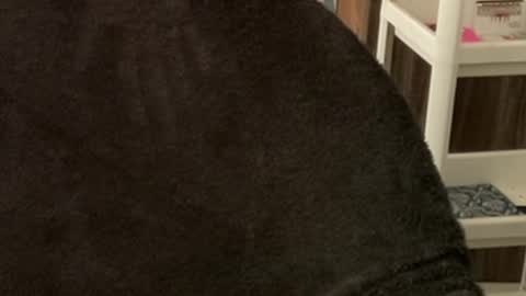 Raje online show from October 22, 2025, 3:40 am