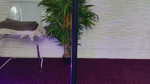 Celine online show from November 3, 2025, 5:31 am