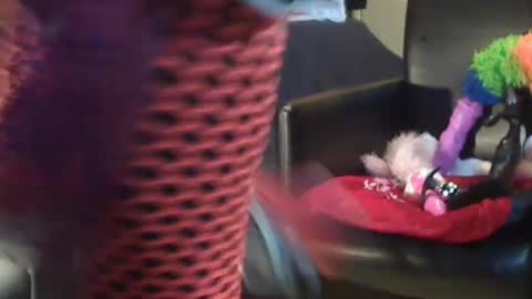 JACKSLUT BUY ME . FAN CLUB MEMBERS AND THOSE WHOM THE MEMBERS INDICATE SISY SLUT PROVIDES THEM  FREE SERVICES online show from December 28, 2024, 10:58 am