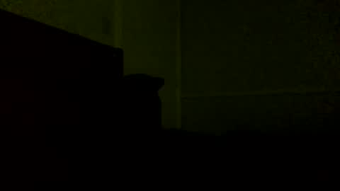 Jamacian online show from February 21, 2025, 11:54 pm