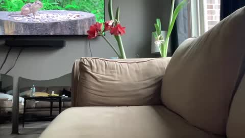 Snapshot of joshperrygoon chatting on December 14, 2024, 4:31 pm joshperrygoon online show from December 14, 2024, 4:31 pm