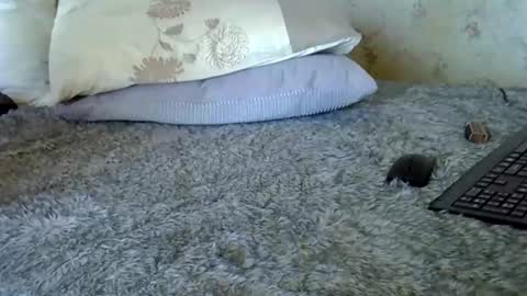 k5661 online show from December 20, 2025, 11:06 am