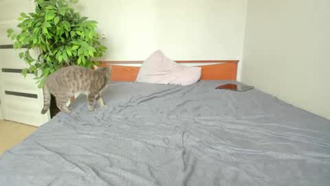 kelly_gerzikaaa online show from May 2, 2026, 3:44 am