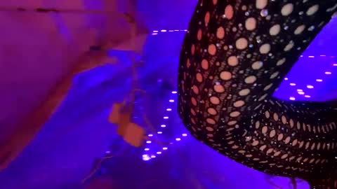 Snapshot of kissahsins chatting on January 17, 2025, 8:34 am Kissah Kreampuff online show from January 17, 2025, 8:34 am