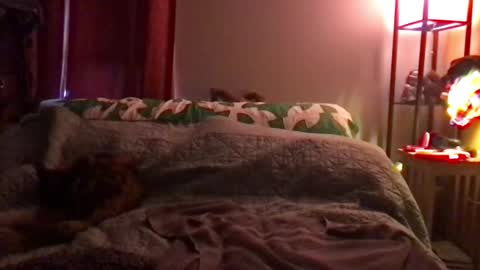 Kite Jackdaw Bi Trans Man online show from December 8, 2024, 9:52 pm