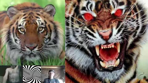 Snapshot of kodiakpm1 chatting on February 1, 2025, 7:15 am kodiakpm1 online show from February 1, 2025, 7:15 am