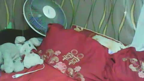LadyXSnakes online show from January 11, 2025, 3:31 pm